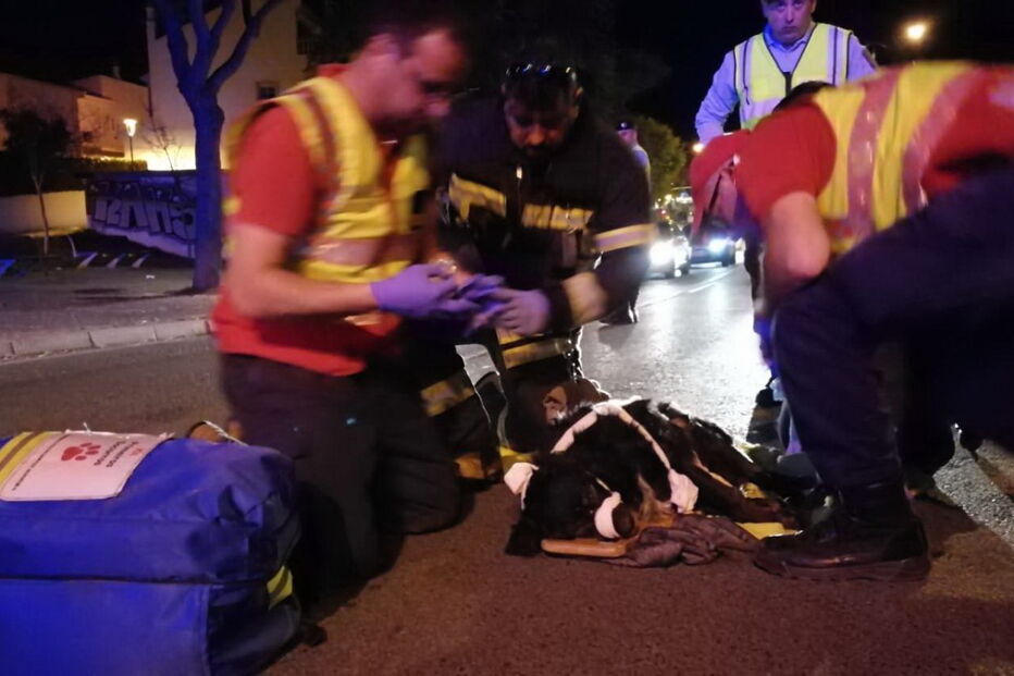 Bombeiros salvam cão após atropelamento em Albufeira