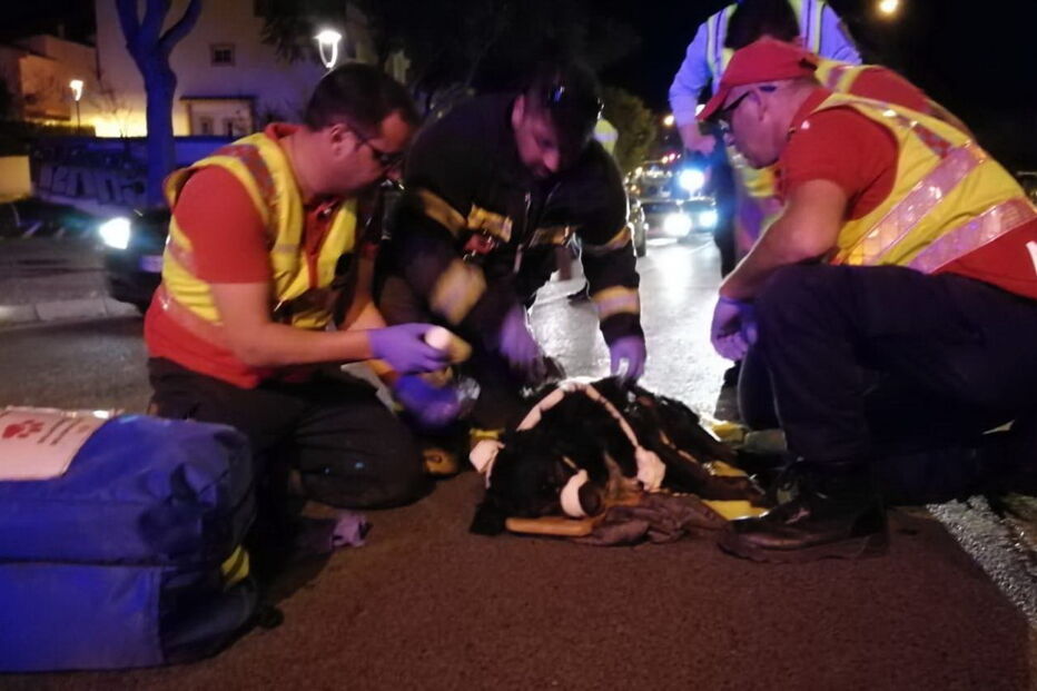 Bombeiros salvam cão após atropelamento em Albufeira