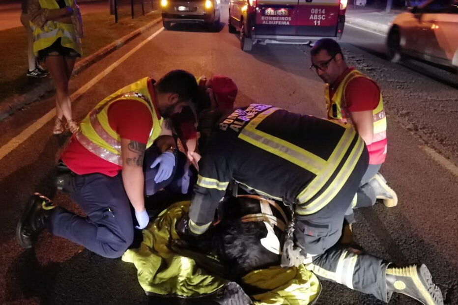Bombeiros salvam cão após atropelamento em Albufeira