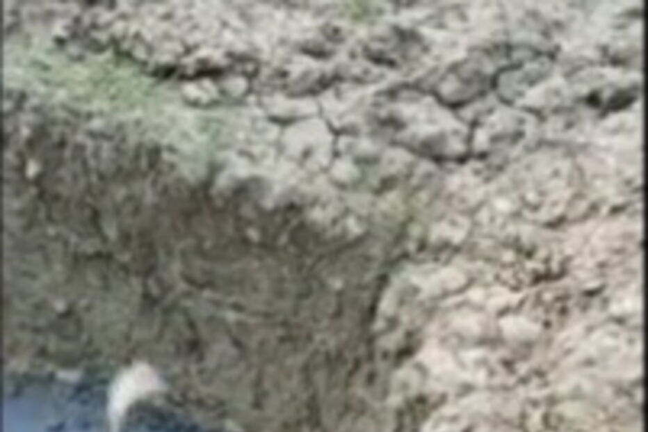 Aldeãos resgatam cão com jarro enfiado na cabeça