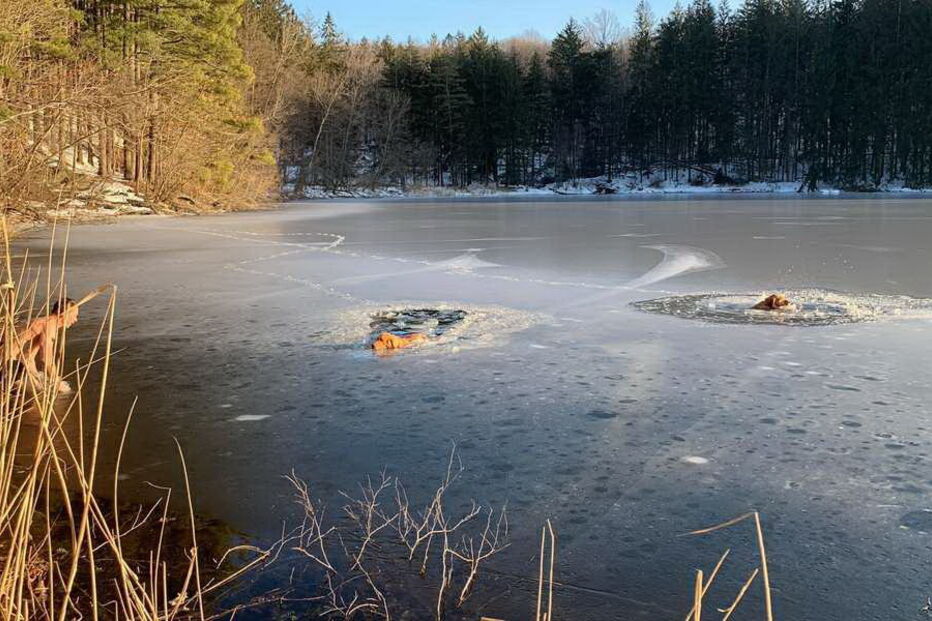 Homem arrisca vida para salvar cão