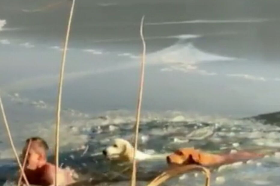 Homem arrisca vida para salvar cão