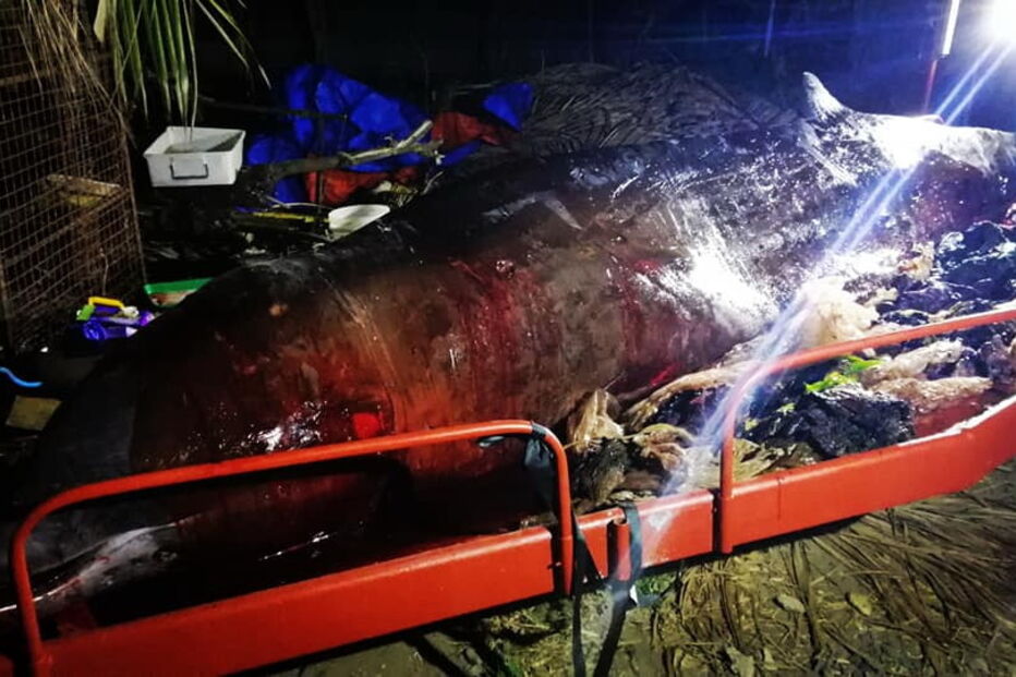 Baleia encontrada morta nas Filipinas com 40 quilos de plástico no estômago