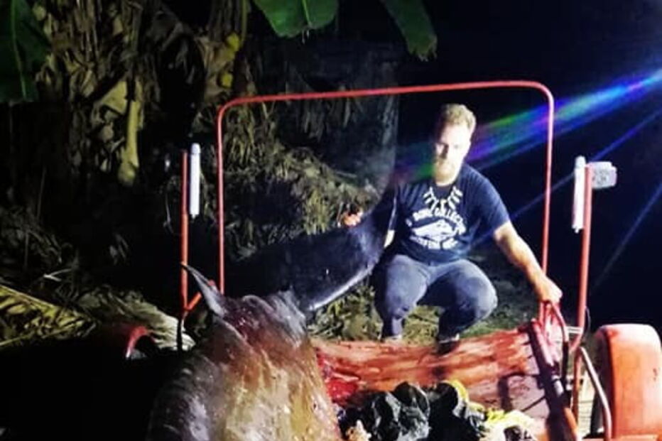 Baleia encontrada morta nas Filipinas com 40 quilos de plástico no estômago