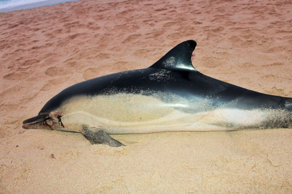 Golfinhos dão à costa nas praias de Santa Cruz com barbatanas mutiladas