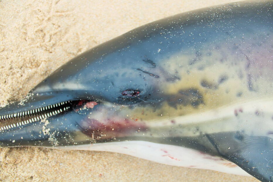 Golfinhos dão à costa nas praias de Santa Cruz com barbatanas mutiladas