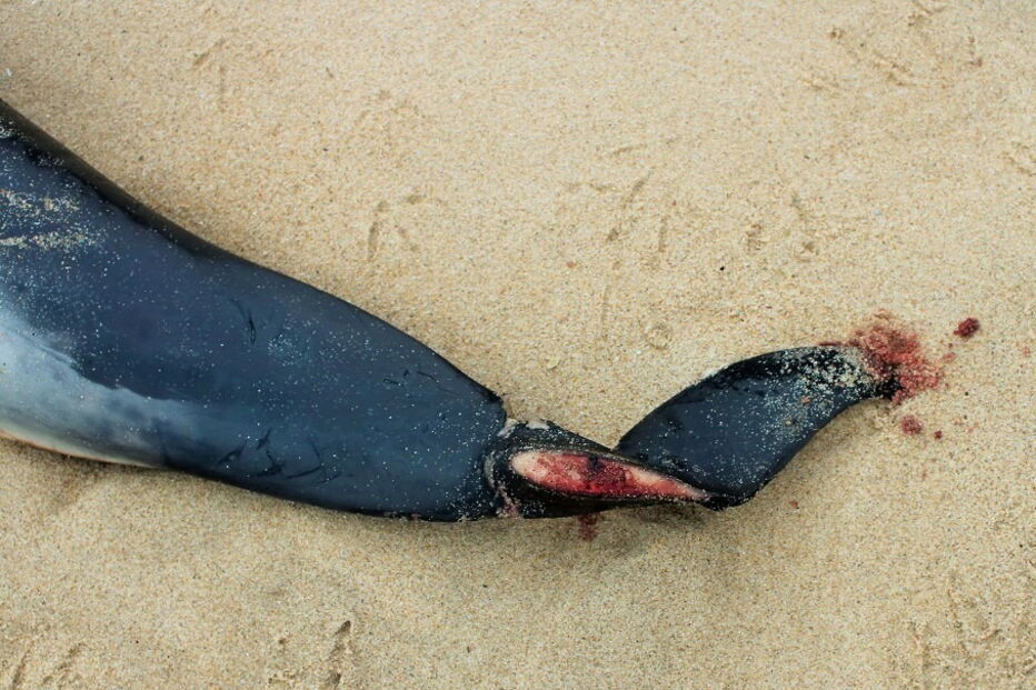 Golfinhos dão à costa nas praias de Santa Cruz com barbatanas mutiladas