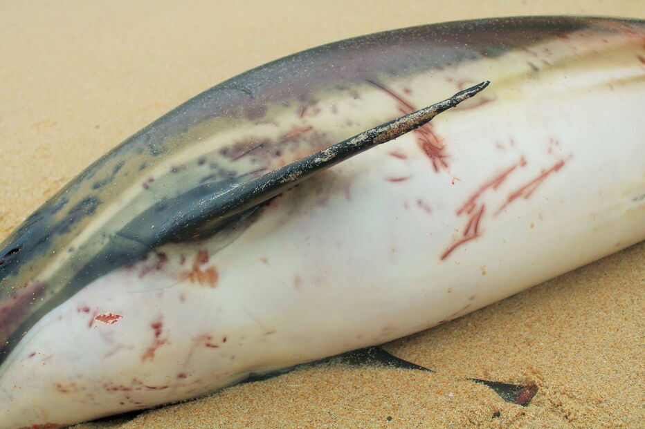 Golfinhos dão à costa nas praias de Santa Cruz com barbatanas mutiladas