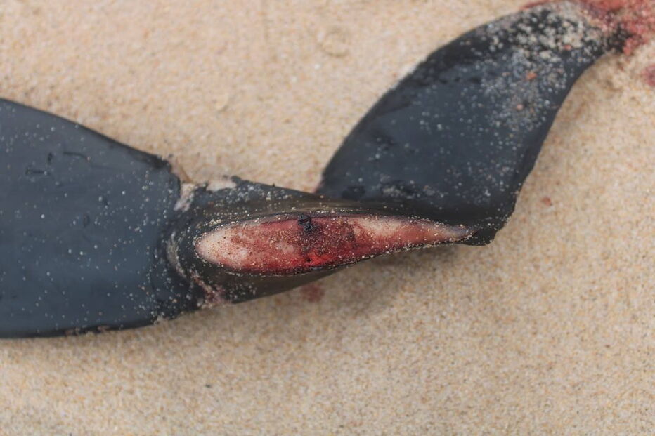 Golfinhos dão à costa nas praias de Santa Cruz com barbatanas mutiladas