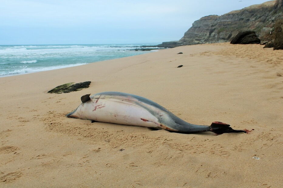 Golfinhos dão à costa nas praias de Santa Cruz com barbatanas mutiladas