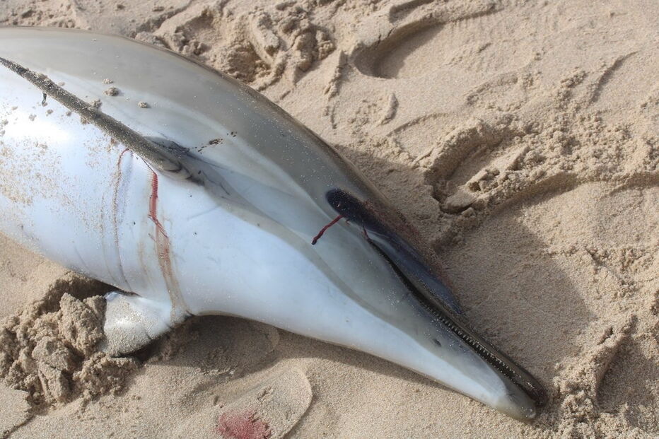 Golfinhos dão à costa nas praias de Santa Cruz com barbatanas mutiladas