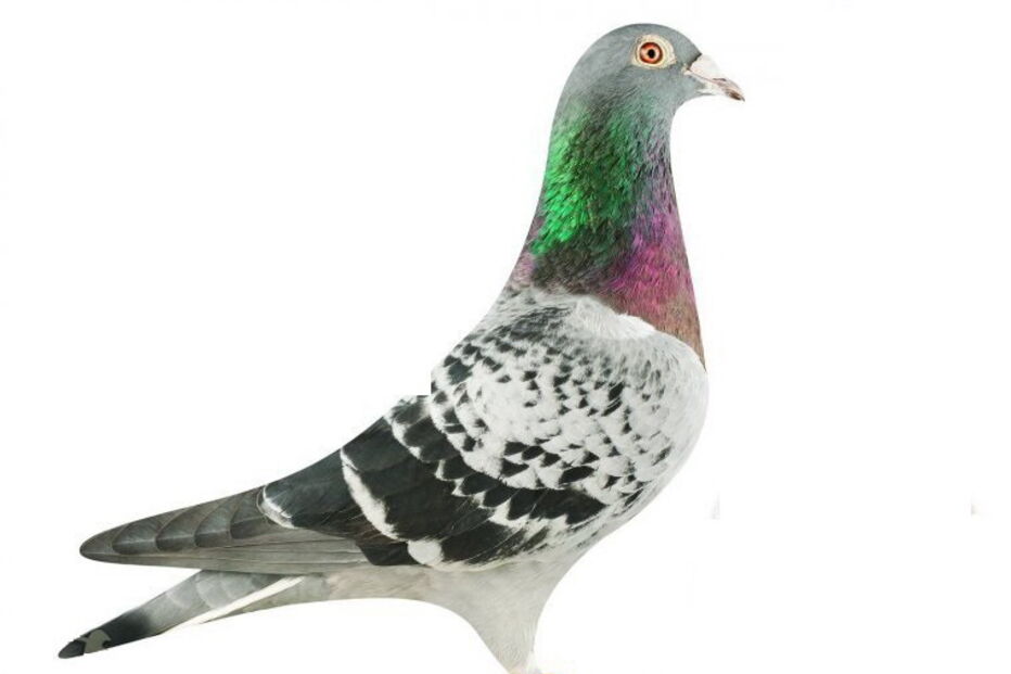 O pombo Armando foi vendido por mais de um milhão de euros