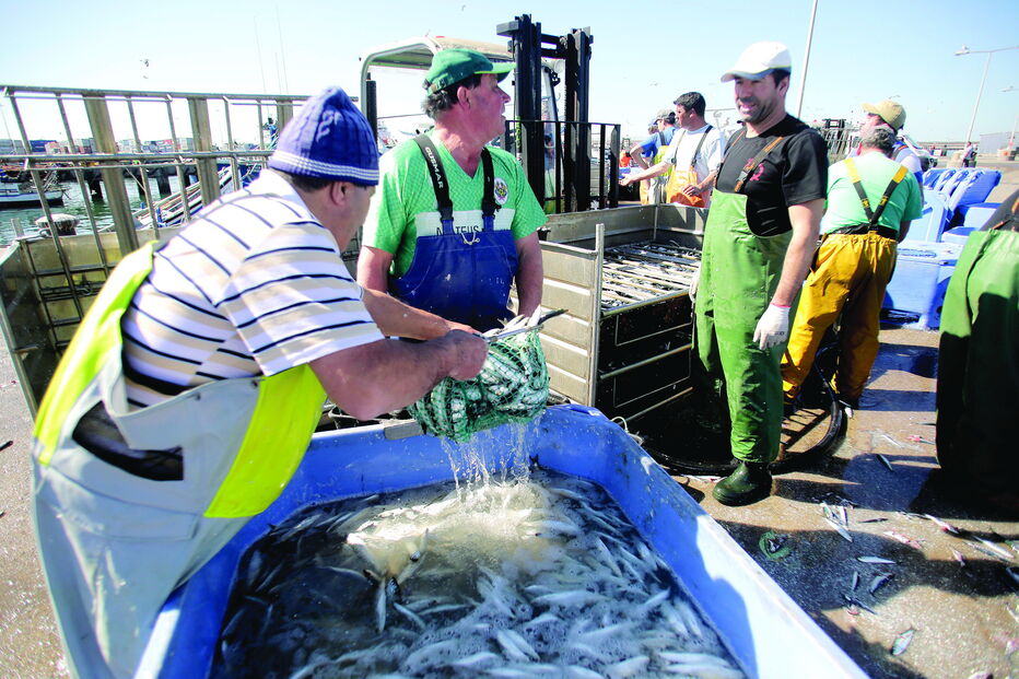 Pescadores estão proibidos de pescar sardinha desde setembro do ano passado. Paragem prolonga-se até maio 