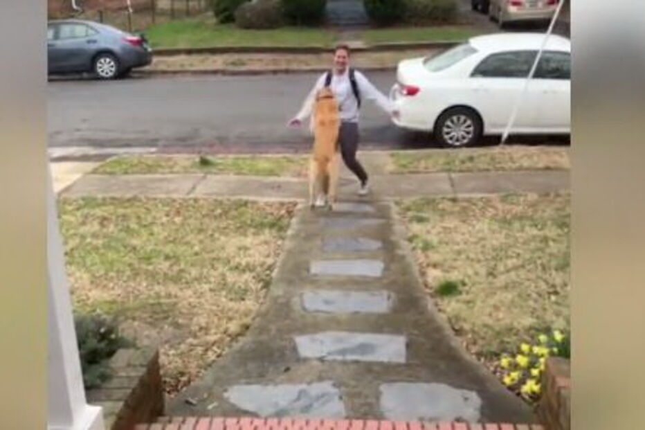 Cão salta de alegria para cima do dono em reencontro eufórico
