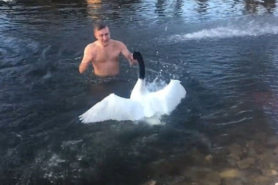Homem nada em lago privado e é expulso por cisne