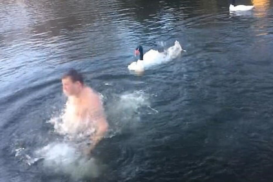 Homem nada em lago privado e é expulso por cisne