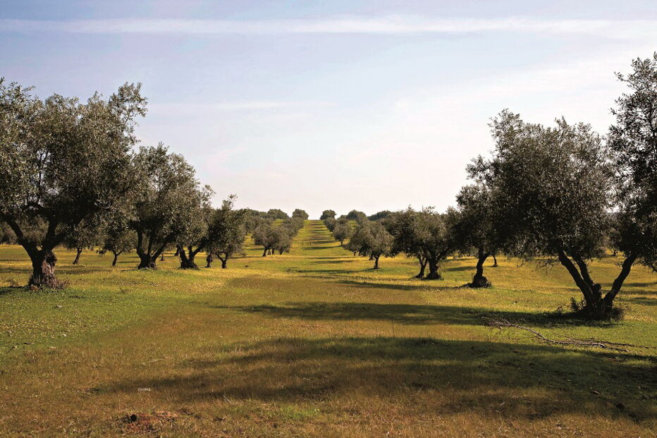 Olival é uma das culturas com mais necessidades de água