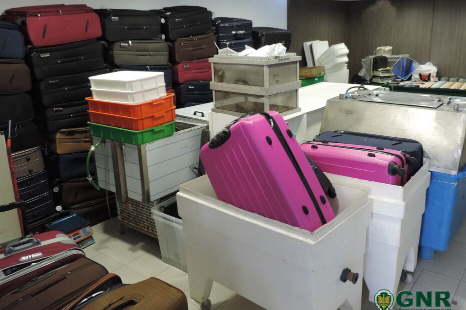 Operação da GNR apreende Meixão avaliado em mais de um milhão de euros