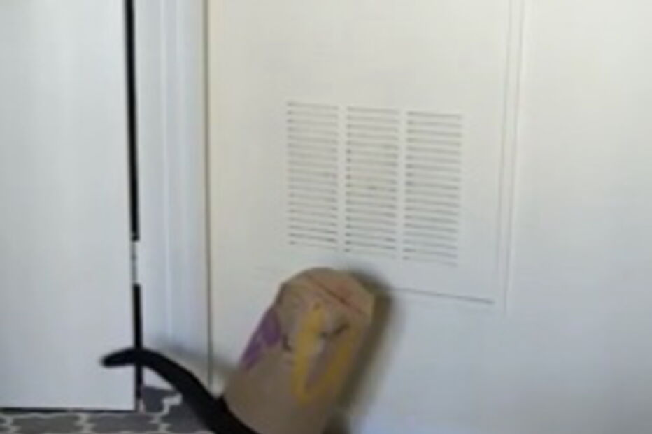 Gatinha meteu o focinho onde não devia