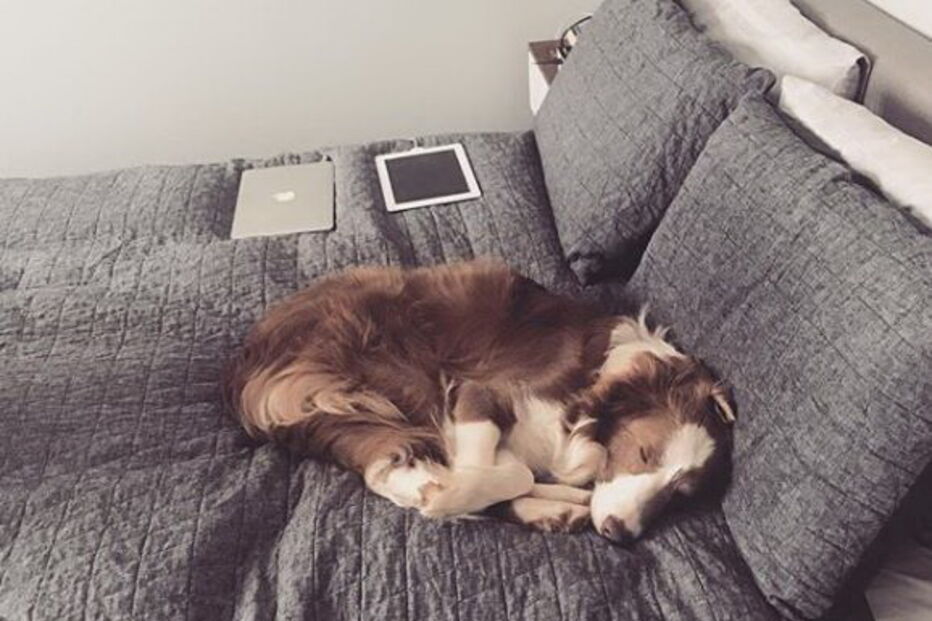 Stanley the Collie, cão australiano