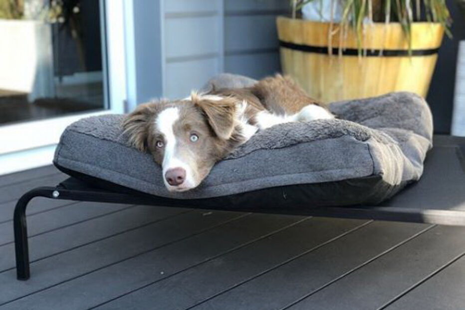 Stanley the Collie, cão australiano