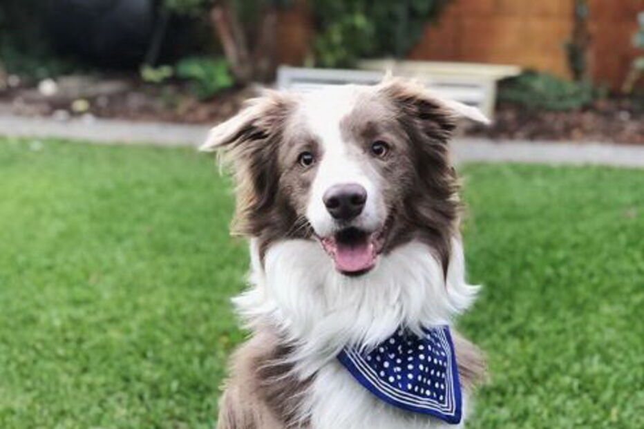 Stanley the Collie, cão australiano