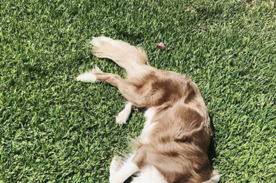 Stanley the Collie, cão australiano
