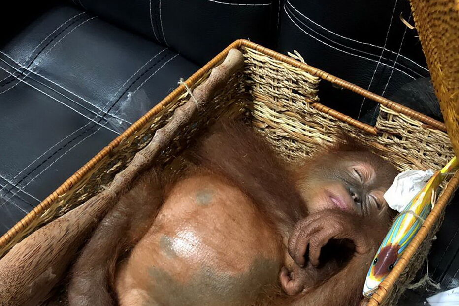 Turista russo detido em aeroporto de Bali por tentar transportar orangotango na mala