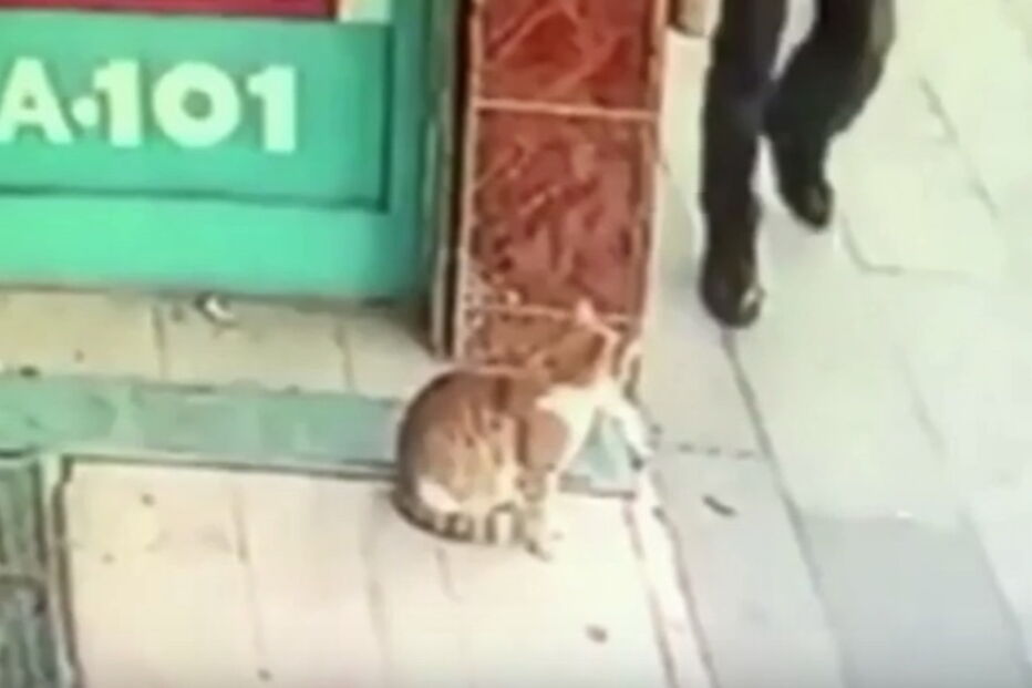 Gata atacar homens e cães à porta de um mercado em Istambul