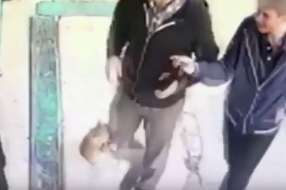 Gata atacar homens e cães à porta de um mercado em Istambul