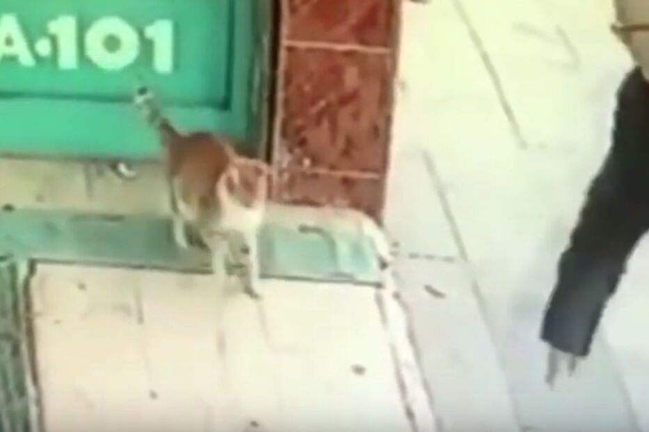 Gata atacar homens e cães à porta de um mercado em Istambul