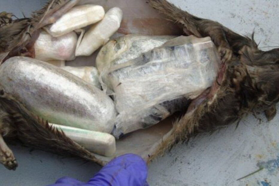 Droga e telemóveis encontrados dentro de cadáveres de ratos na cadeia