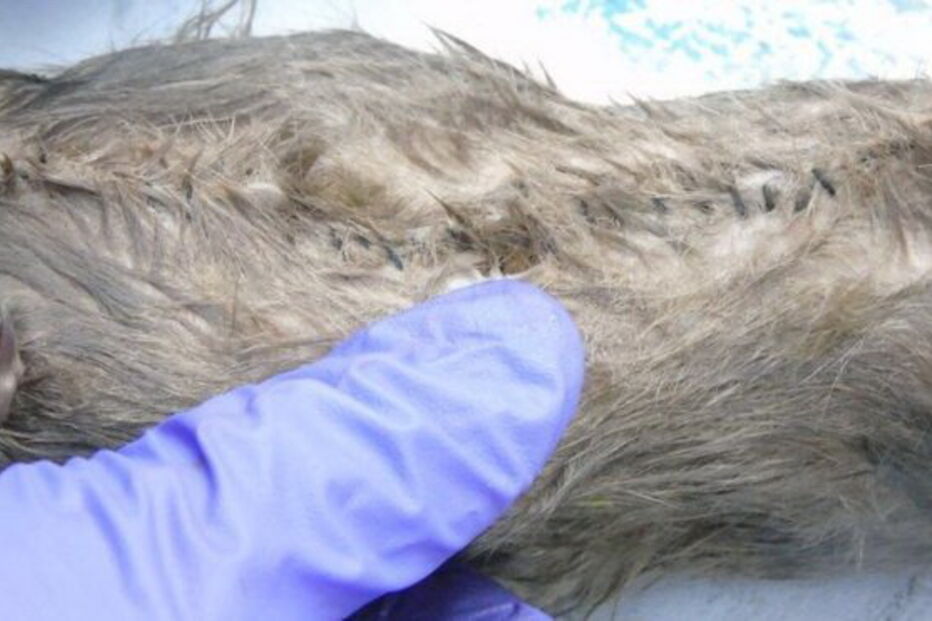 Droga e telemóveis encontrados dentro de cadáveres de ratos na cadeia