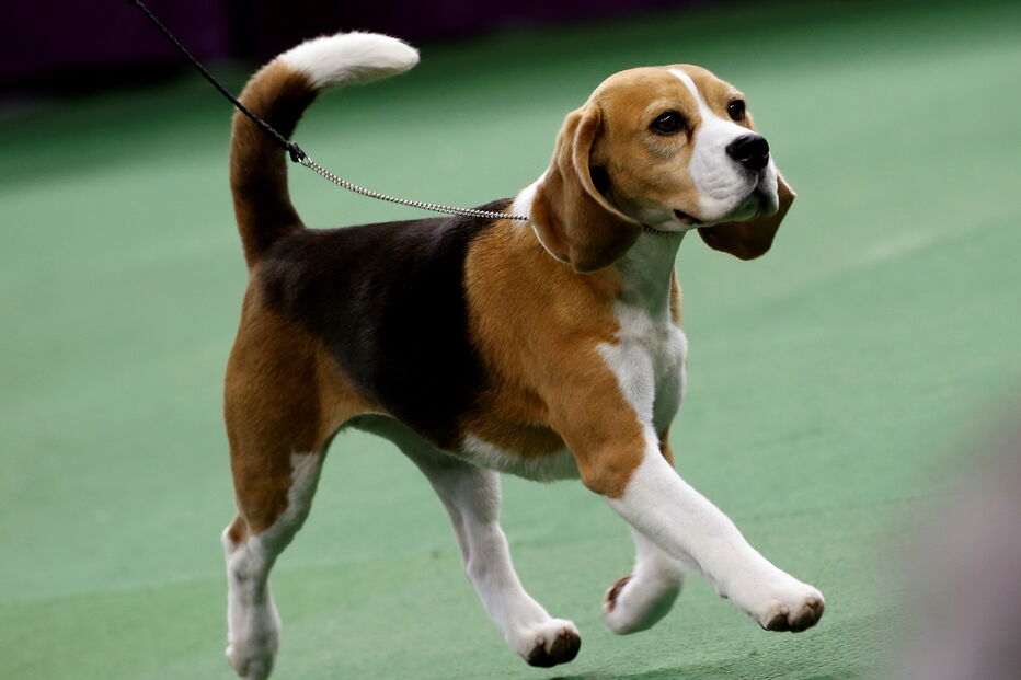 Beagle