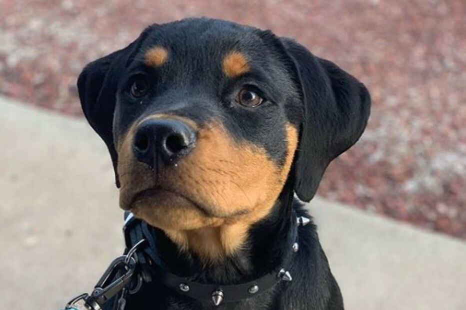 Rottweiler