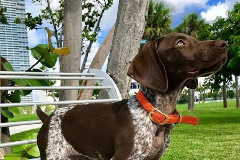 Braco Alemão de pelo curto