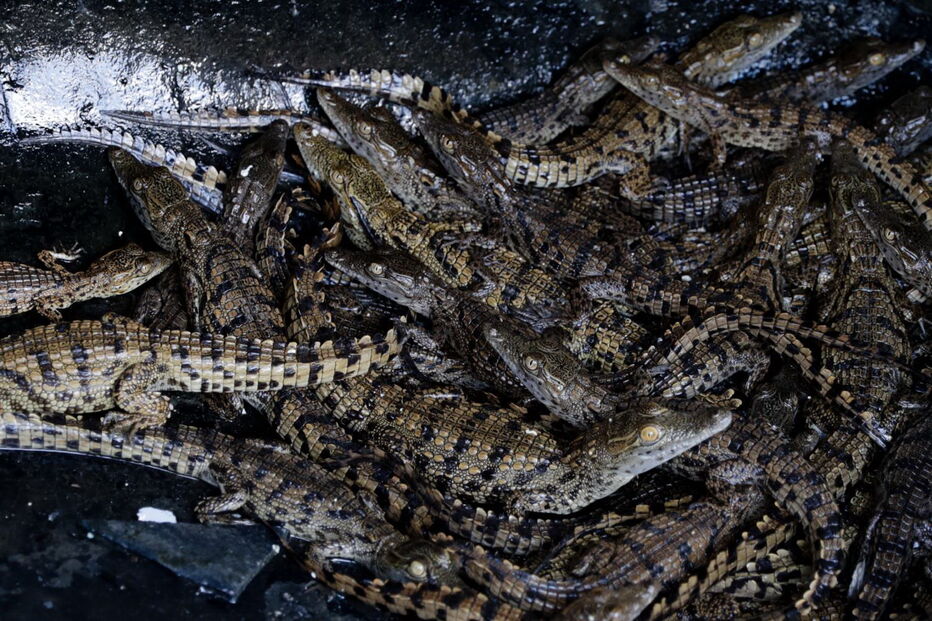 40 homens guardaram 26 mil crocodilos de um português em Moçambique e impediram uma tragédia