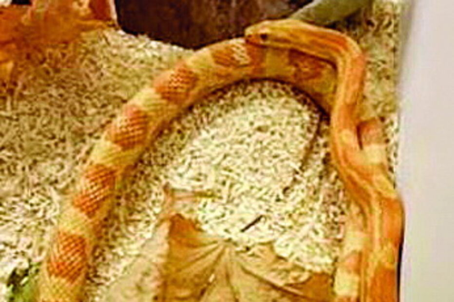 Cobra confusa julga que cauda é uma fêmea