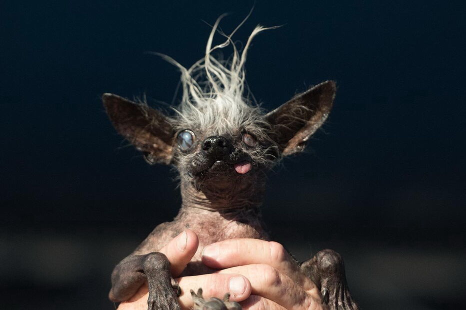 cão mais feio do mundo
