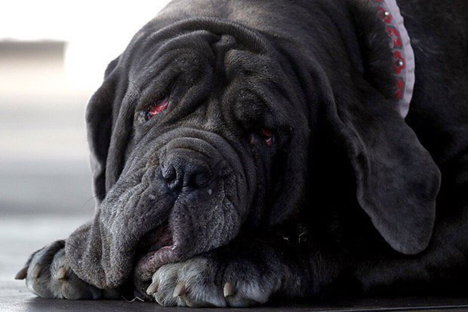 cão mais feio do mundo