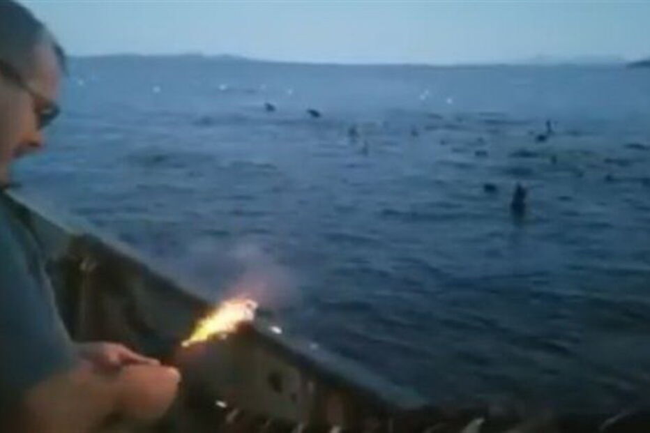 Vídeo de pescador a lançar explosivo contra leões marinhos gera revolta
