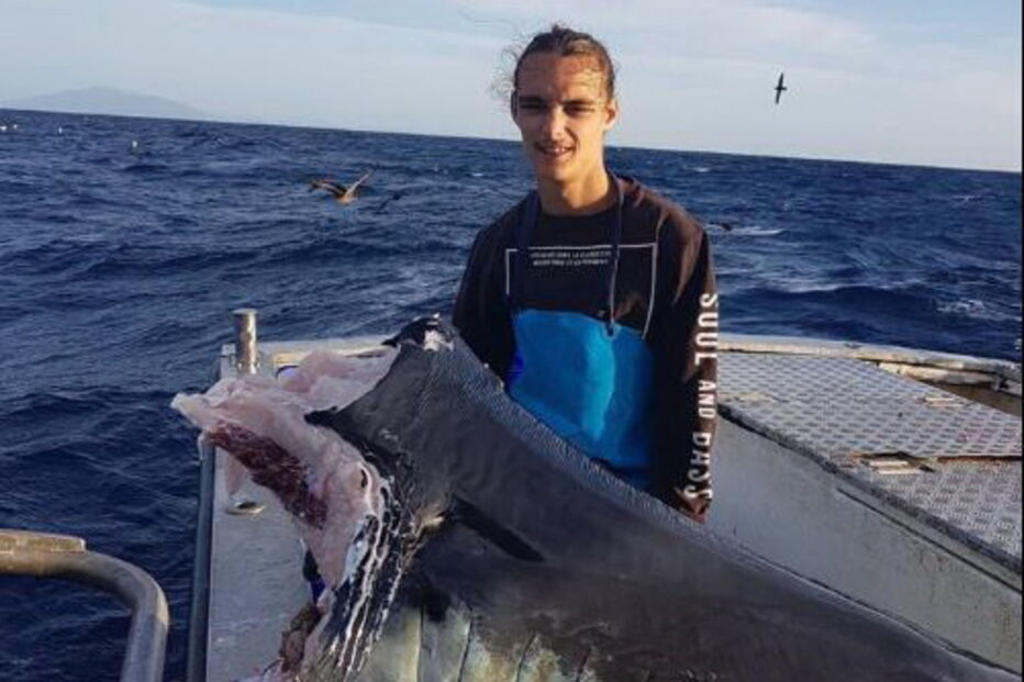 Imagens mostram cabeça de tubarão gigante