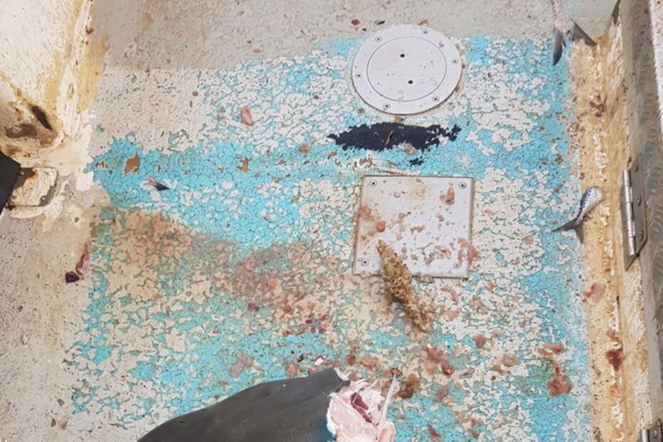 Imagens mostram cabeça de tubarão gigante