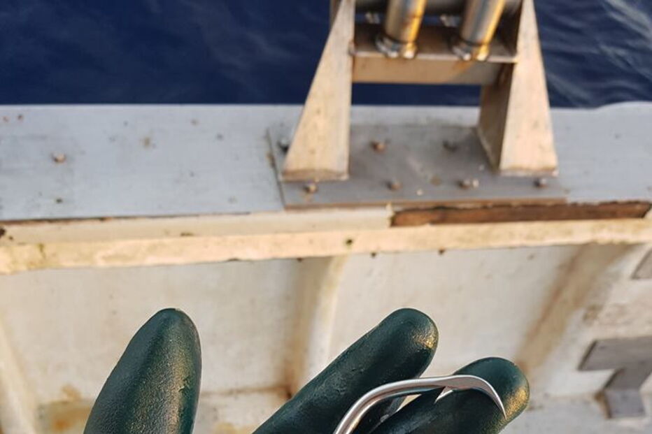 Imagens mostram cabeça de tubarão gigante