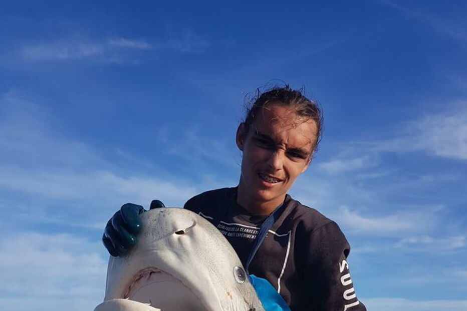 Imagens mostram cabeça de tubarão gigante