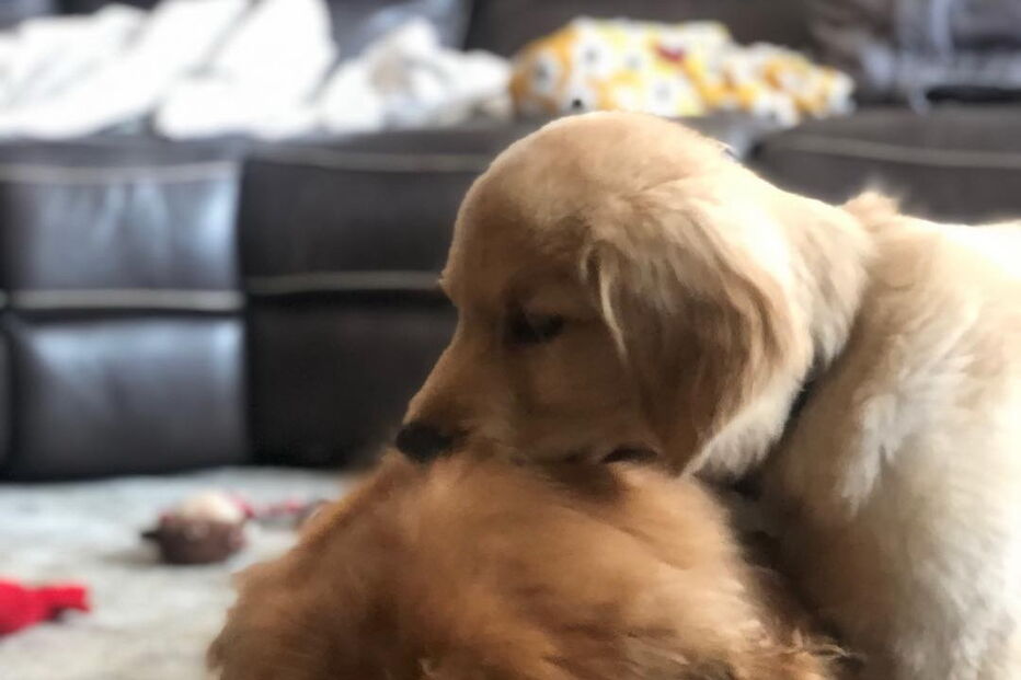 Cão cego ganho amigo de quatro patas 