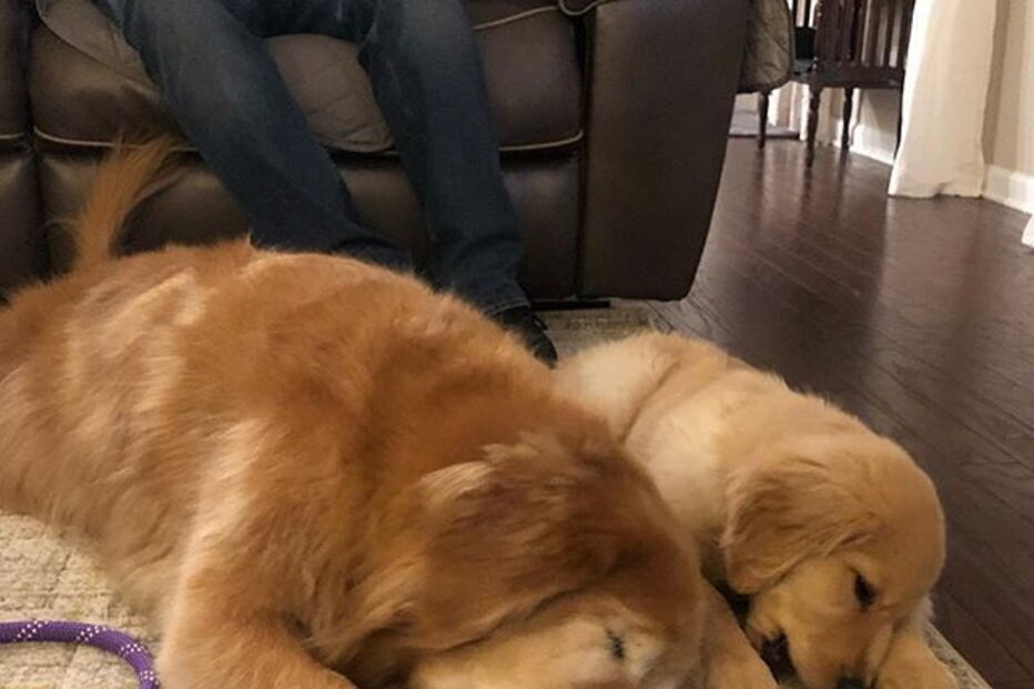 Cão cego ganho amigo de quatro patas 