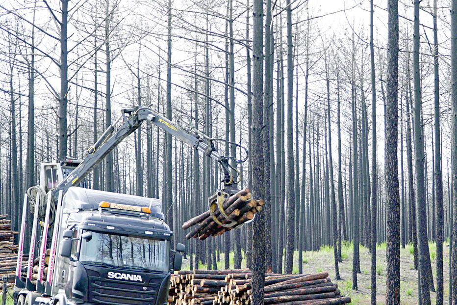 ICNF multado por não limpar parte da Mata Nacional de Leiria que não ardeu em 2017