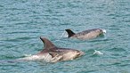 Estado batiza golfinho do Estuário do Sado que já estava morto 