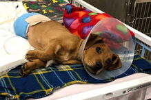 Cão bebé abandonado perde olho e duas patas após ser atropelado